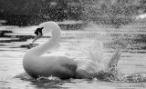 Swan Splash